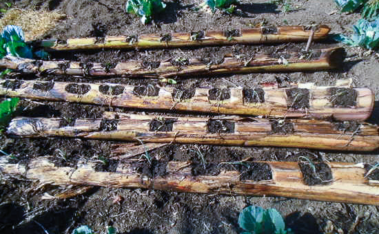 Permaculture and water-friendly farmers training report